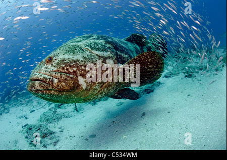 Golia raggruppatore (Epinephelus itajara) circondato da baitfish in Palm Beach, FL. In via di estinzione. Foto Stock