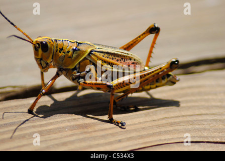Gomma grasshopper nome latino romalea guttata Foto Stock