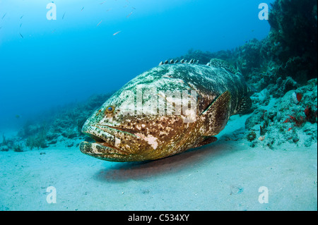 Golia raggruppatore (Epinephelus itajara) circondato da baitfish in Palm Beach, FL. In via di estinzione. Foto Stock