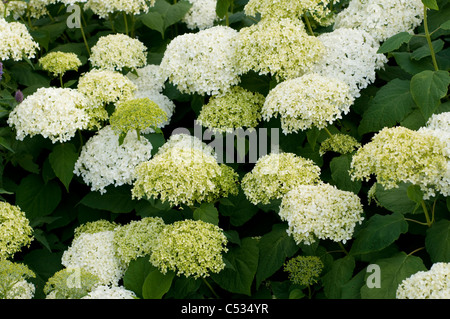 Hydrangea arborescens " Annabelle' Foto Stock