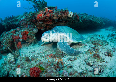 Kemp's Ridley tartaruga marittima (Lepidochelys kempii), fotografato sott'acqua nel nord del Palm Beach, Florida. Altamente minacciate di estinzione. Foto Stock