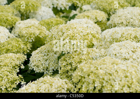 Hydrangea arborescens " Annabelle' Foto Stock