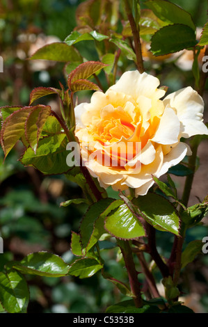 Rose Welwyn Garden gloria "Harzumber' Foto Stock