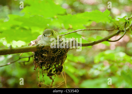 Acadian Flycatcher e Nest Foto Stock