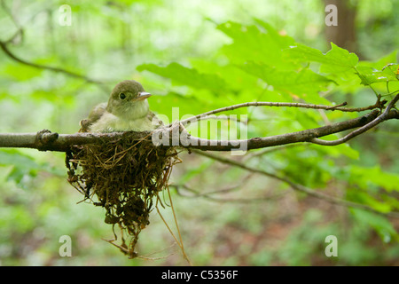 Acadian Flycatcher e Nest Foto Stock