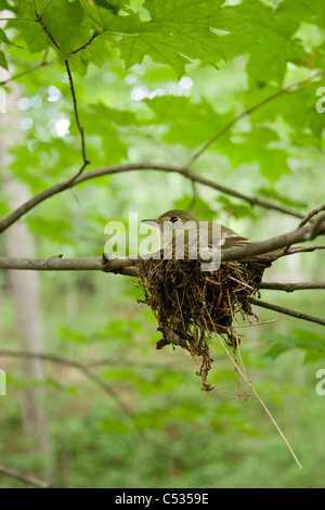 Acadian Flycatcher e Nest Foto Stock