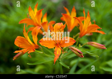 Alstroemeria, Giglio peruviano o Giglio degli Incas Foto Stock