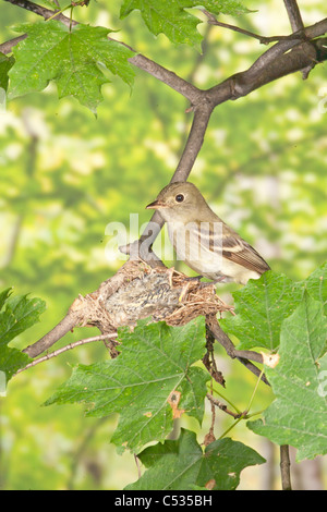 Acadian Flycatcher e Nest Foto Stock