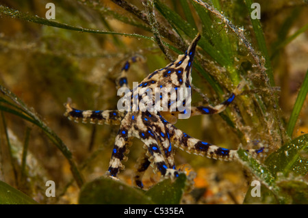 Anello blu polpi (Hapalochlaena maculosa) nuota sotto il molo nel Edithburgh, South Australia, Australia. Foto Stock