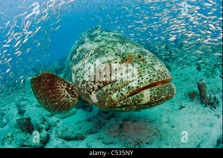 Golia raggruppatore (Epinephelus itajara) circondato da baitfish in Palm Beach, FL. In via di estinzione. Foto Stock