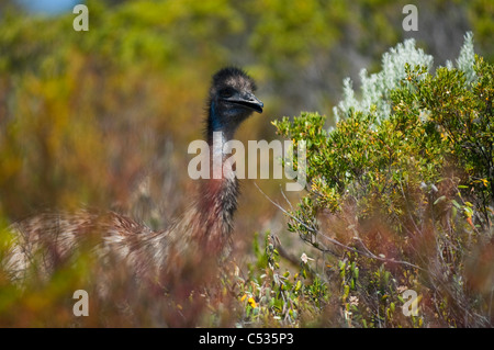 Un emu (Dromaius novaehollandiae), l'Australia il più grande uccello, foraggi nella boccola nella penisola di Yorke in Sud Australia. Foto Stock