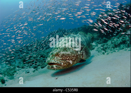 Golia raggruppatore (Epinephelus itajara) circondato da baitfish in Palm Beach, FL. In via di estinzione. Foto Stock