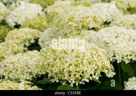 Hydrangea arborescens " Annabelle' Foto Stock