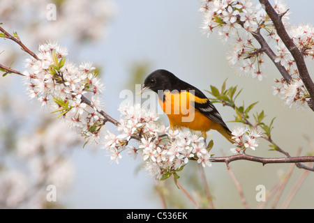 Baltimore Rigogolo appollaiato in ciliegio Blossoms Foto Stock