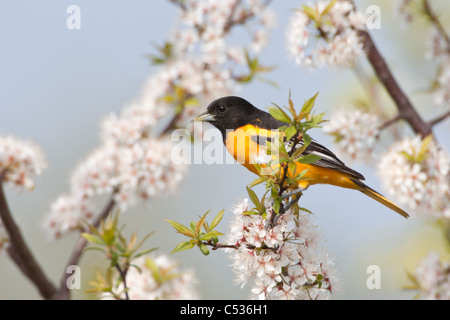 Baltimore Rigogolo appollaiato in ciliegio Blossoms Foto Stock