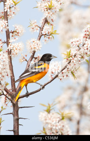 Baltimore Rigogolo appollaiato in ciliegio Blossoms - verticale Foto Stock