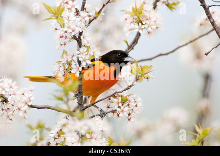 Baltimore Rigogolo appollaiato in ciliegio Blossoms Foto Stock