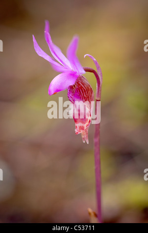 Calypso orchid, Calypso bulbosa var. occidentalis, Gifford Pinchot National Forest, Washington Foto Stock