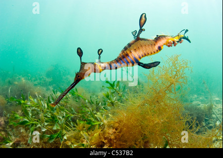 Un Weedy o mare comune Dragon (Phyllopteryx taeniolatus) nuota tra il kelp attorno al molo in Flinders, Australia. Foto Stock