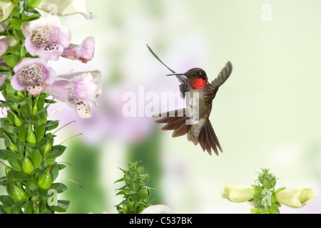 Ruby-throated Hummingbird in Foxglove Foto Stock