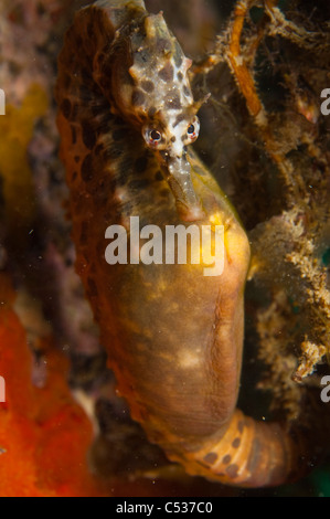 Vaso panciuto cavalluccio marino (Hippocampus abdominalis) sotto il molo a Blairgowrie nella Penisola di Mornington, Australia. Foto Stock