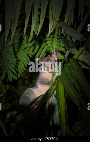 Brush-tailed opossum, Brisbane, Queensland, Australia Foto Stock