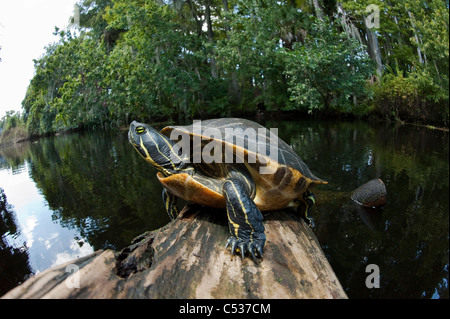 Fiume Suwannee Cooter (Pseudemys concinna suwanniensis) ensoleillement stesso su un log in Jonathan Dickinson State Park, Giove, FL Foto Stock