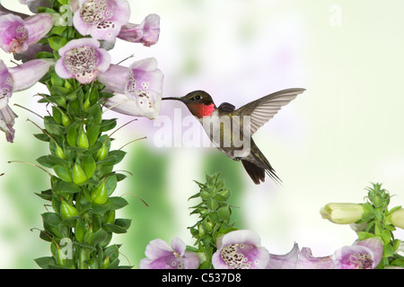 Ruby-throated Hummingbird in cerca di nettare da Foxglove Blossoms Foto Stock