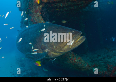 Golia cernia Epinephelus itajara fotografato offshore subacquea Palm Beach, Florida durante la stagione riproduttiva. In via di estinzione Foto Stock