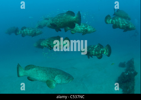 Golia raggruppatore (Epinephelus itajara) circondato da baitfish in Palm Beach, FL. In via di estinzione. Foto Stock