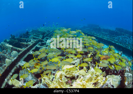 Il francese grugniti (Haemulon flavolineatum) scolarizzazione sul relitto dello zucchero nel nord Bahamas. Foto Stock