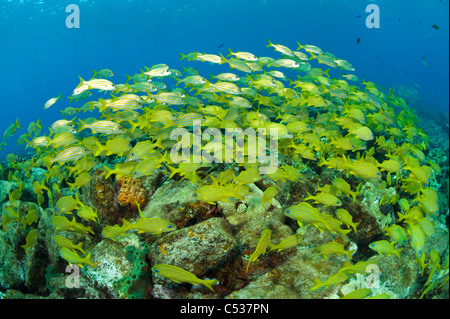 Il francese grugniti (Haemulon flavolineatum) scolarizzazione sul relitto dello zucchero nel nord Bahamas. Foto Stock