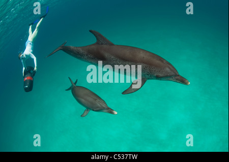 Snorkeler con scooter subacqueo e macchiato atlantico (Delfino Stenella frontalis) nella sabbia bianca cresta Nord Bahamas Foto Stock