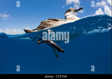 Grande Shearwater (Puffinus gravis) fotografato offshore di Palm Beach, FL. Foto Stock