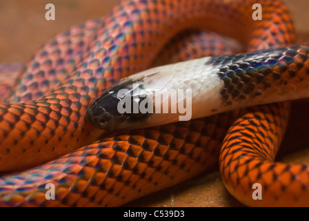Nero-collare (aka Amazon mangiatore di uova; Drepanoides anomala) snake in Amazzonia peruviana foresta pluviale Foto Stock