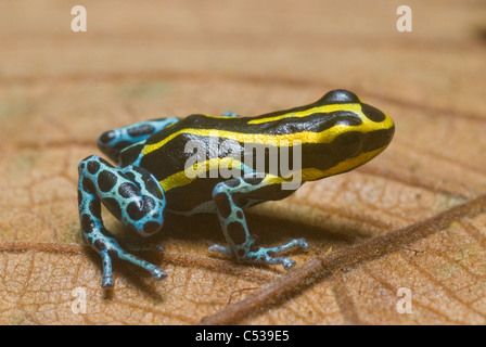 Giallo e Nero poison dart (rana Dendrobates ventrimaculatus) nel bacino amazzonico del Perù Foto Stock