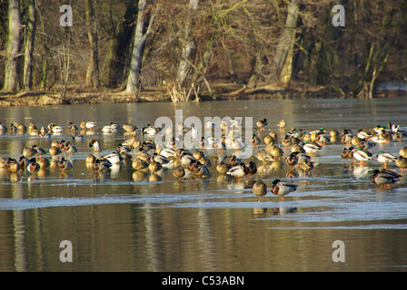 Ente - anatra 02 Foto Stock