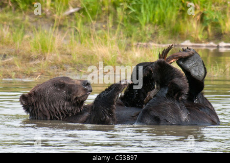 Orso bruno giocare in uno stagno in Alaska Wildlife Conservation Centre, centromeridionale Alaska, estate Foto Stock