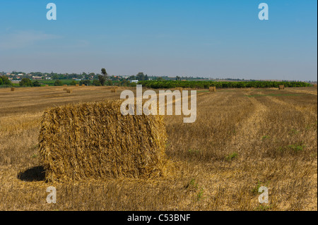 Balle di fieno in un campo presso la Western Negev in Israele Foto Stock