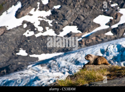 La marmotta in appoggio su una roccia nei pressi di Harding Icefield Trail con Exit Glacier in background, fiordi Kenai National Park, Alaska Foto Stock