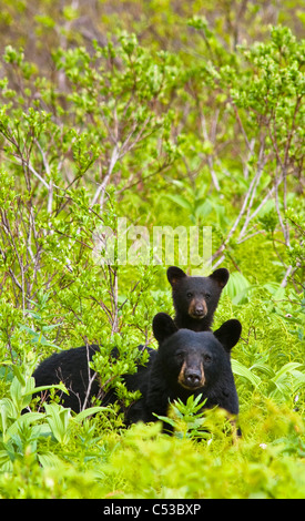 Black Bear sow e cub vicino Harding Icefield Trail a Exit Glacier nel Parco nazionale di Kenai Fjords, Penisola di Kenai, Alaska Foto Stock