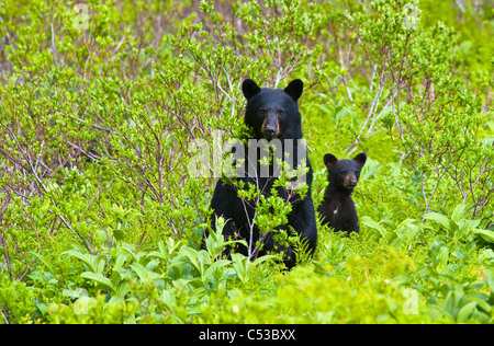 Black Bear sow e cub vicino Harding Icefield Trail a Exit Glacier nel Parco nazionale di Kenai Fjords, Penisola di Kenai, Alaska Foto Stock