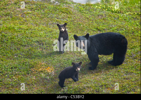 Black Bear sow e i suoi due cuccioli vicino Harding Icefield Trail a Exit Glacier in fiordi Kenai National Park, Alaska Foto Stock