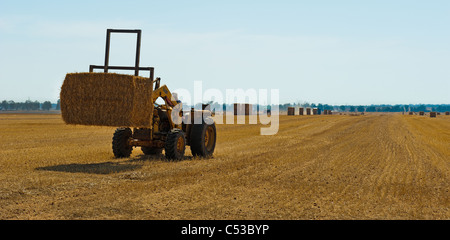 Accatastamento delle balle di fieno in un campo presso la Western Negev in Israele Foto Stock