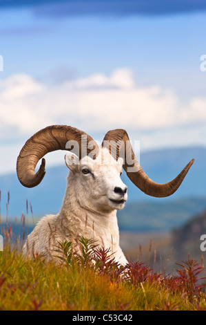 Adulto dallâ pecore ram in appoggio sul fianco di una collina sulla tundra caduta vicino a Savage River Valley nel Parco Nazionale di Denali, Alaska Foto Stock