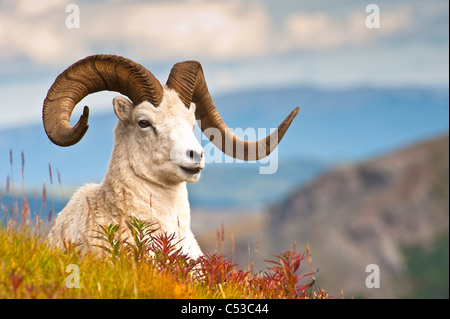 Adulto dallâ pecore ram in appoggio sul fianco di una collina sulla tundra caduta vicino a Savage River Valley nel Parco Nazionale di Denali, Alaska Foto Stock