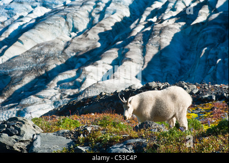 Capre di montagna pascolando vicino Harding Icefield Trail con Exit Glacier in background, il Parco nazionale di Kenai Fjords, Alaska Foto Stock