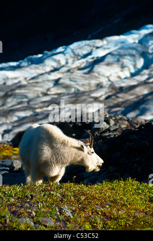 Capre di montagna pascolando vicino Harding Icefield Trail con Exit Glacier in background, il Parco nazionale di Kenai Fjords, Alaska Foto Stock