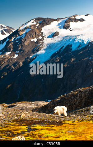 Vista di una capra di montagna pascolando vicino Harding Icefield Trail e il Parco nazionale di Kenai Fjords vicino a Seward, Penisola di Kenai, Alaska Foto Stock