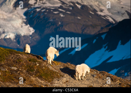 Tre delle capre di montagna Camminando su una cresta vicino Harding Icefield Trail nel Parco nazionale di Kenai Fjords, Penisola di Kenai, Alaska Foto Stock